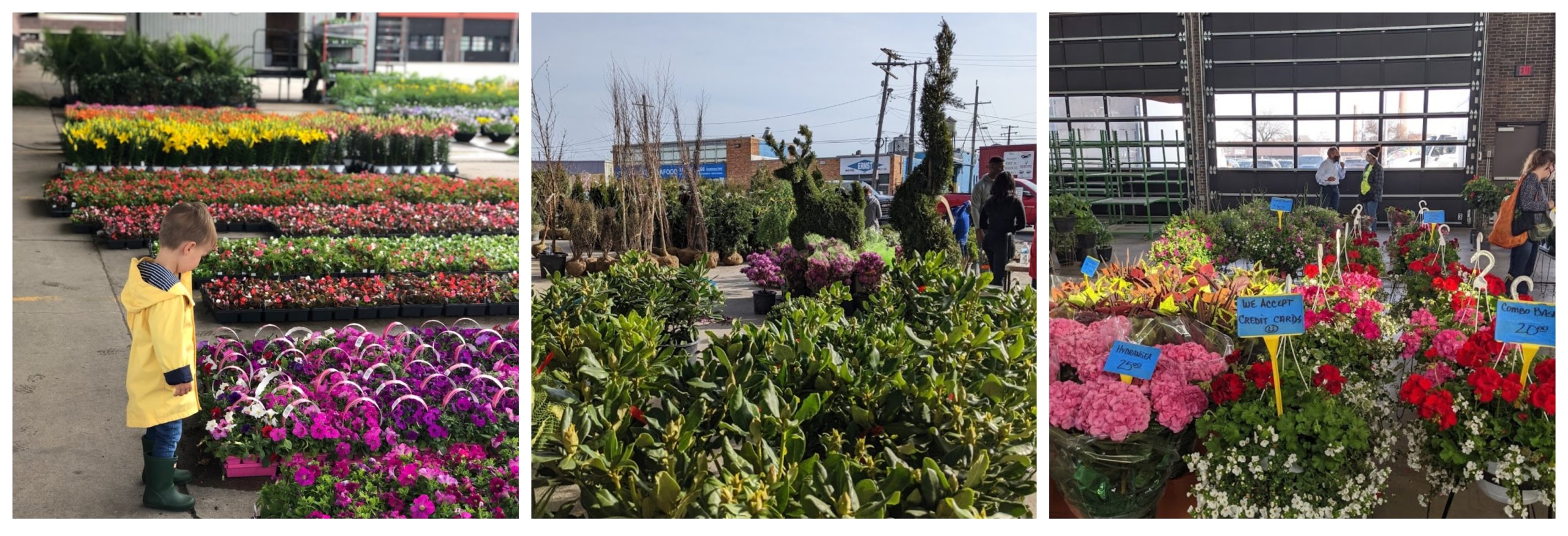 What Day Is Flower At Eastern Market Best Flower Site