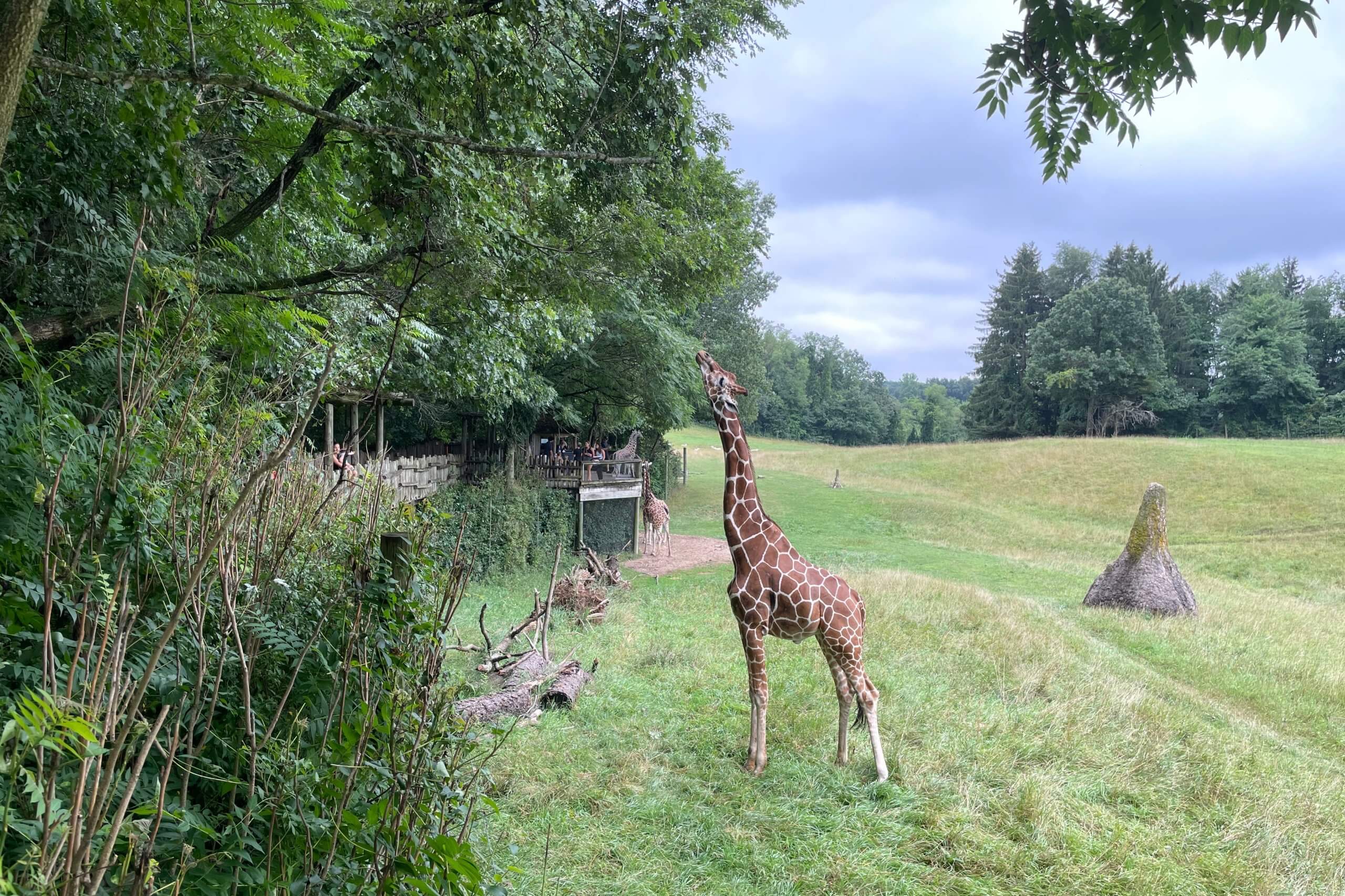 Experience An African Safari At Binder Park Zoo LittleGuide Detroit