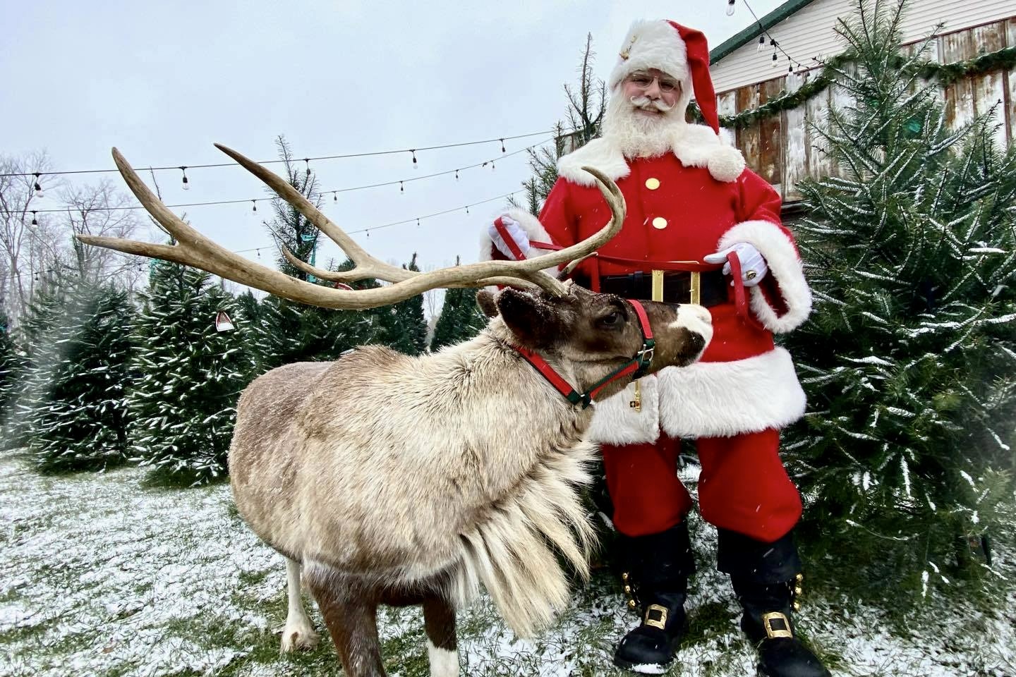Where To Find Reindeer In Metro Detroit - LittleGuide Detroit