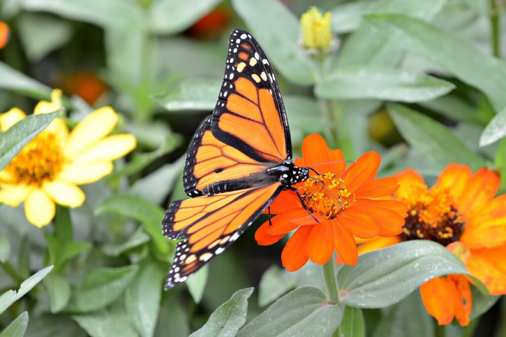 Knee High Naturalist: Nature’s Treasures