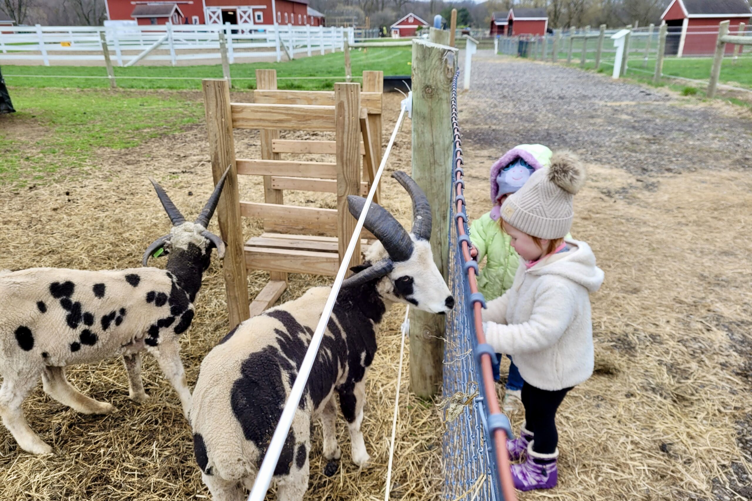 11 Metro Detroit Petting Farms To Visit This Fall - LittleGuide Detroit