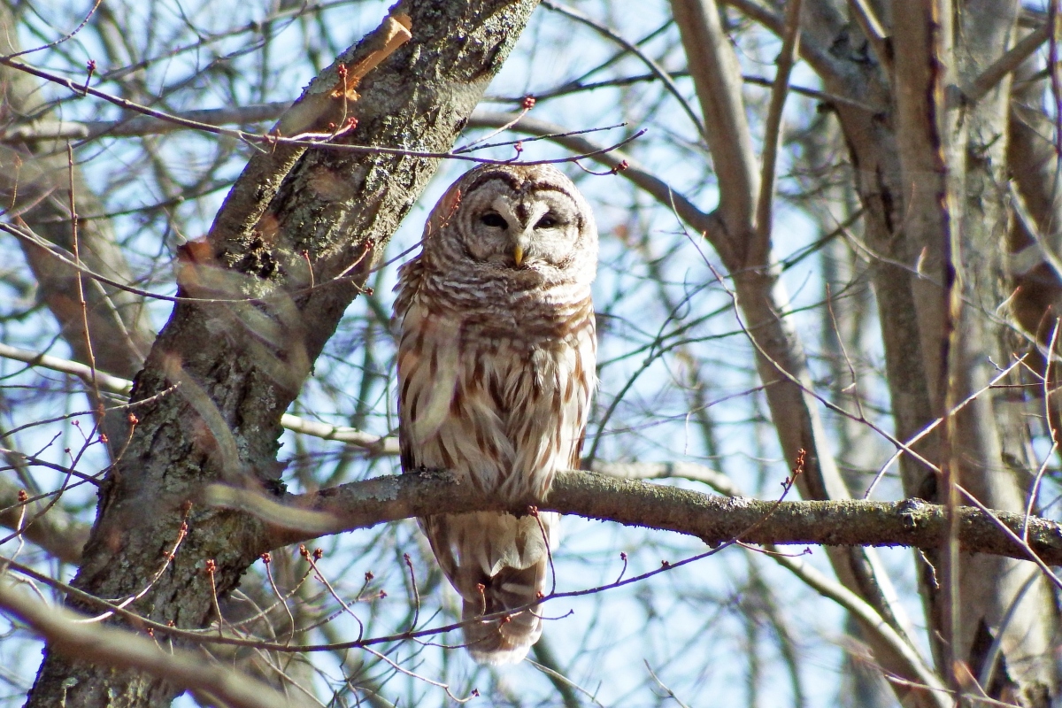 Nature at Night: Owl Prowl - LittleGuide Detroit