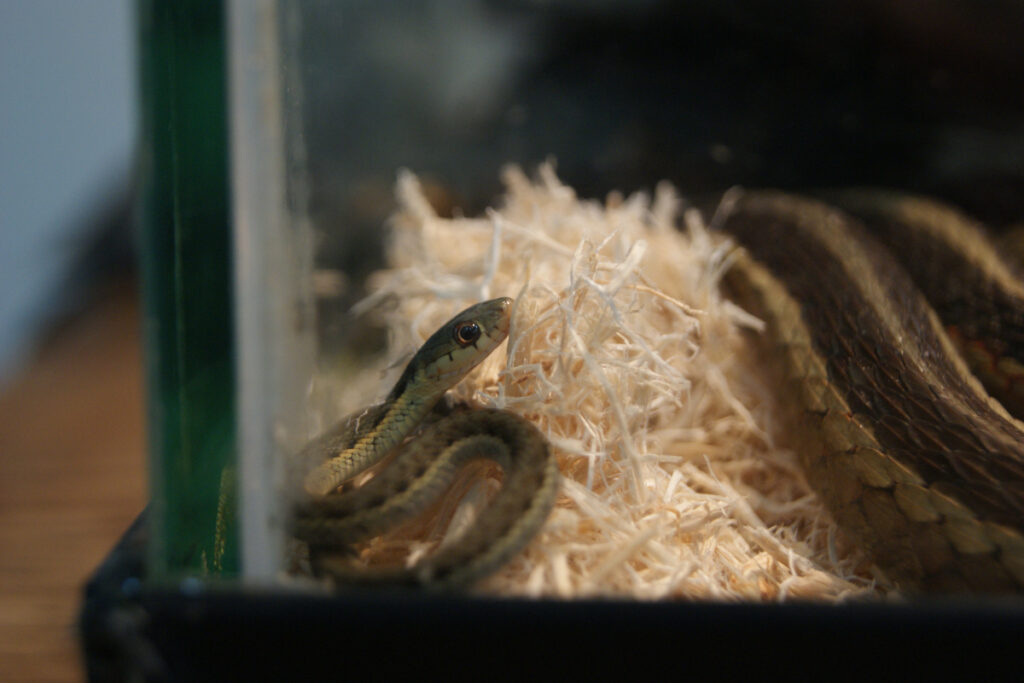 Behind the Scenes of Animal Care