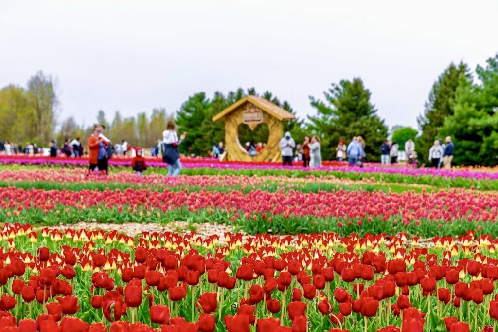 Spring In Detroit Best Places For Metro Detroit Families To See Tulips This Spring ...