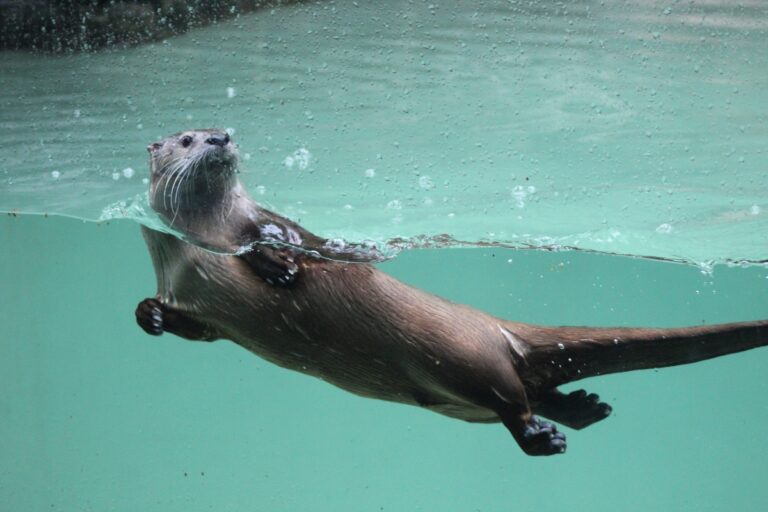 Provided by John Ball Zoo