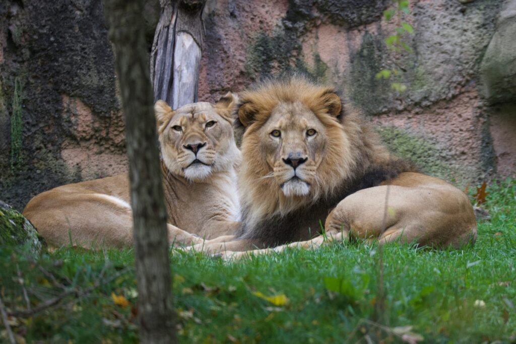 Provided by John Ball Zoo