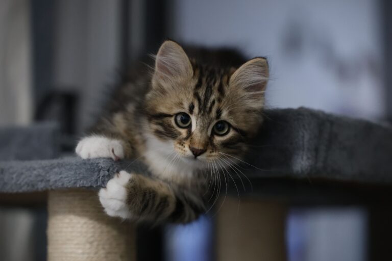 https://www.pexels.com/photo/adorable-kitten-resting-on-cat-tree-indoors-35979733/